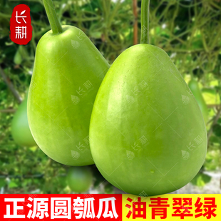 早生圆胡瓜种子杂交菜葫芦种籽春秋四季耐热耐寒高产蒲瓜蔬菜种孑