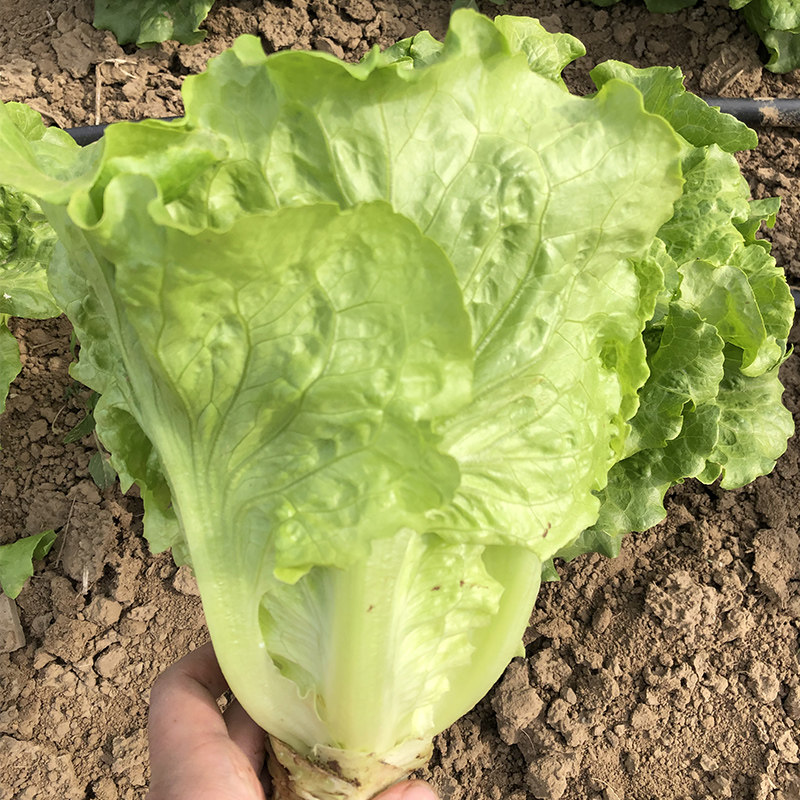 意大利生菜种子水培蔬菜种籽结球生菜种大全罗马生菜种孑春秋四季