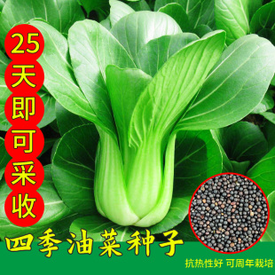 上海青四季 阳台盆栽青菜蔬菜种孑大全 油菜籽种耐热小油菜种子春季