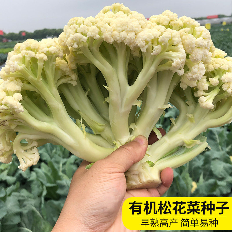 进口松花菜种子苗丰田庆美有机花菜种孑青梗花椰菜菜花秋四季播籽 小编推荐 Wepost 全民代运 马来西亚中国淘宝代运与集运专家
