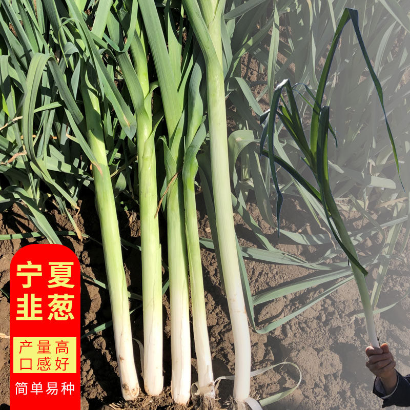 进口长白韭葱种籽蒜苗种子小细蒜海蒜青蒜味道微辣耐寒耐热四季播