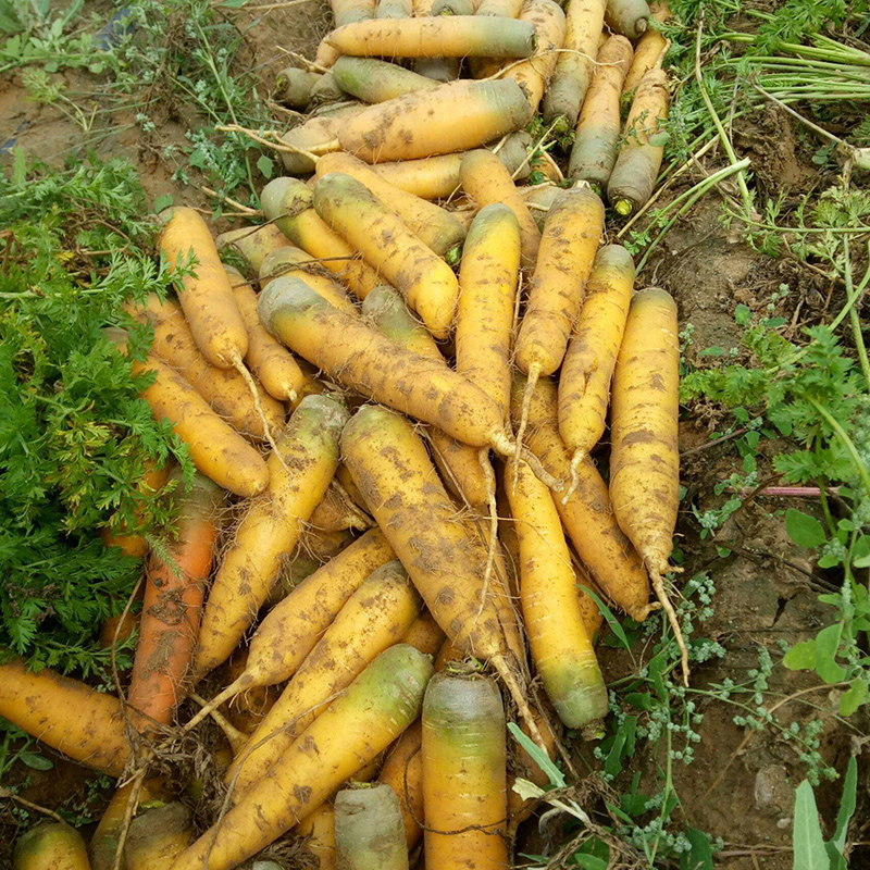 黄胡萝卜种子农家高产秋四季播水果萝卜种籽阳台盆栽蔬菜种孑大全