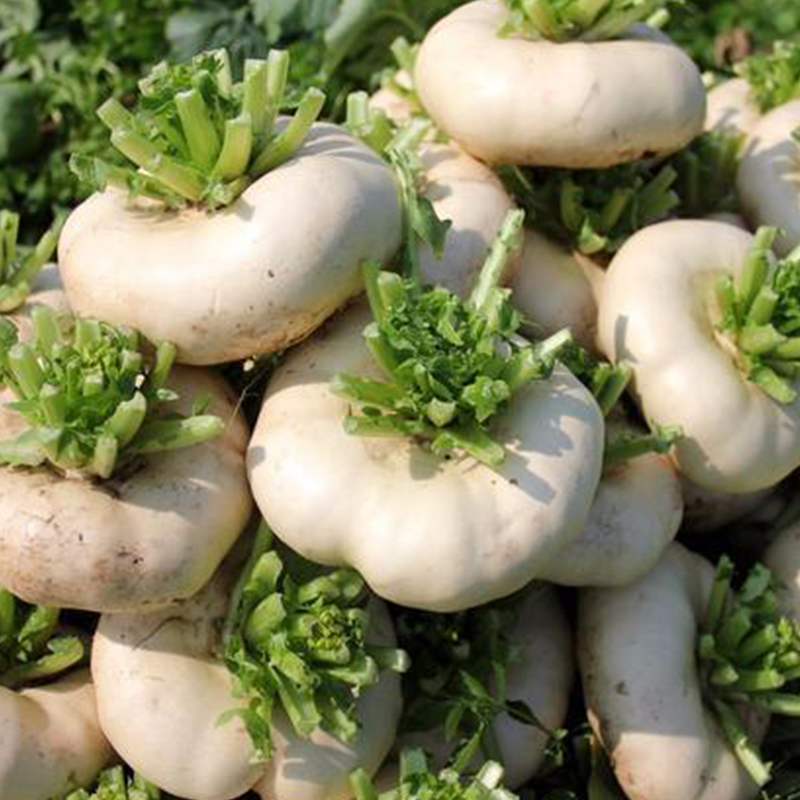 蔬菜台州玉环秋冬冬季种子