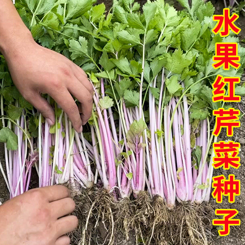 野生红芹菜种子脆嫩香味浓贵族芹菜彩芹花盆大田春季秋季四季播