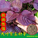 种植盆栽绿苏籽蔬菜种孑 紫苏种子紫苏子种籽可食用大叶苏子籽四季