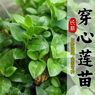 田七种苗穿心莲苗子春夏四季阳台盆栽牡丹吊兰可食用蔬菜三七籽种