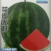 Товары от 春满园种业