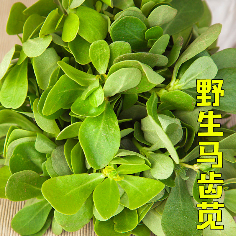 野生马齿苋种子大叶长寿菜蚂蚱菜春季夏秋冬四季蔬菜种籽野菜种籽