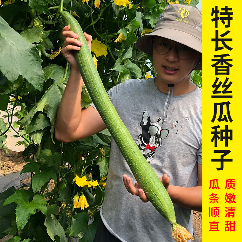 荷兰种子苗春季大棚丝瓜寿光蔬菜