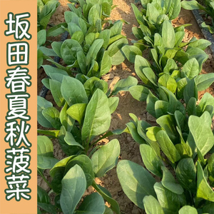 农家坂田圆叶墨绿四季菠菜种子