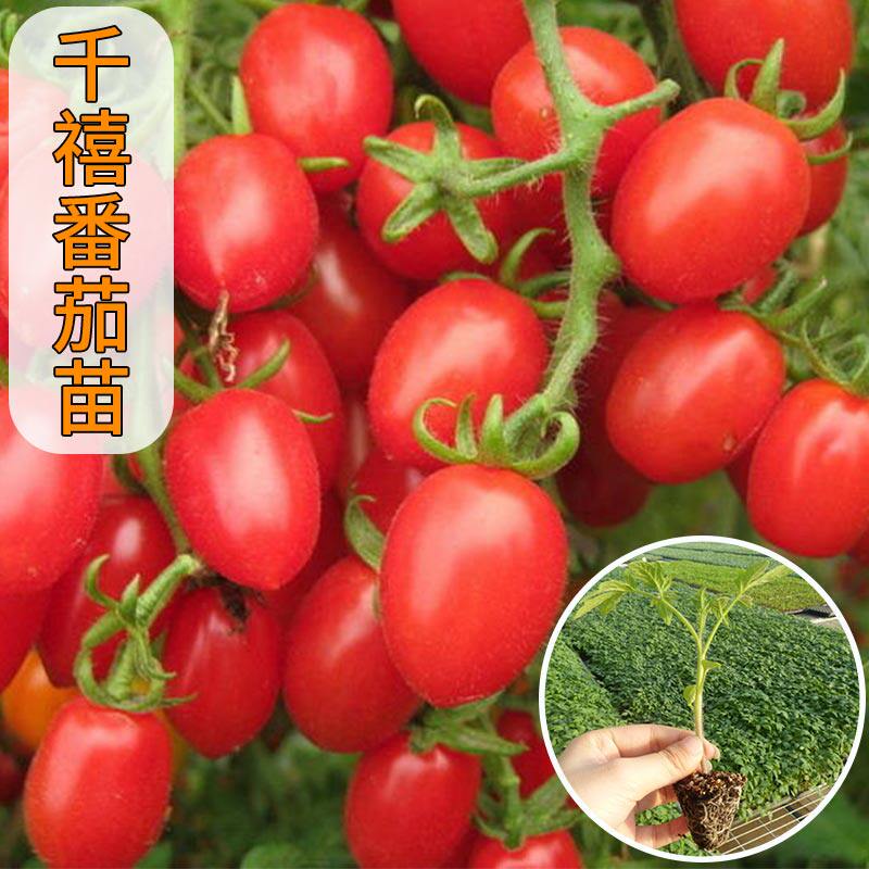 千禧樱桃圣女果苗种籽西红柿种子苗小番茄种孑苗春四季蔬菜苗盆栽