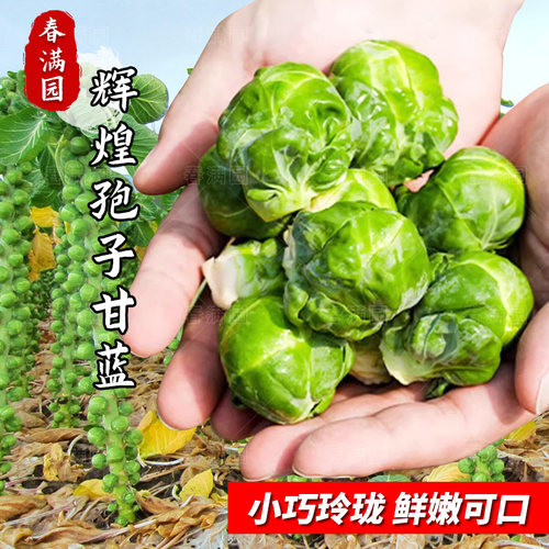 抱子甘蓝种子孢子甘蓝苗蔬菜种籽