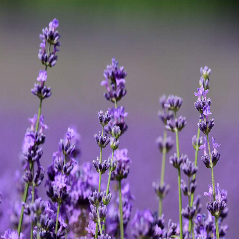 普罗旺斯薰衣草花种子代表真爱期待爱情法国进口蓝色薰衣草花种籽