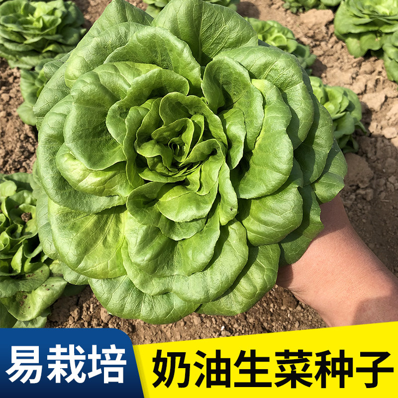 奶油生菜种子大全水培四季紫生菜种籽孑农家春夏秋冬季菜籽种南方,鲜花速递/花卉仿真/绿植园艺,家庭园艺种子,淘宝优惠券,粉丝福利购,淘宝优惠卷