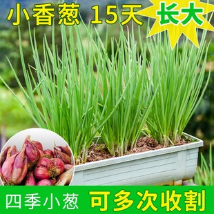 小葱种籽四季小香葱种子籽红根火葱头香葱种头苗盆栽分葱蔬菜种孑
