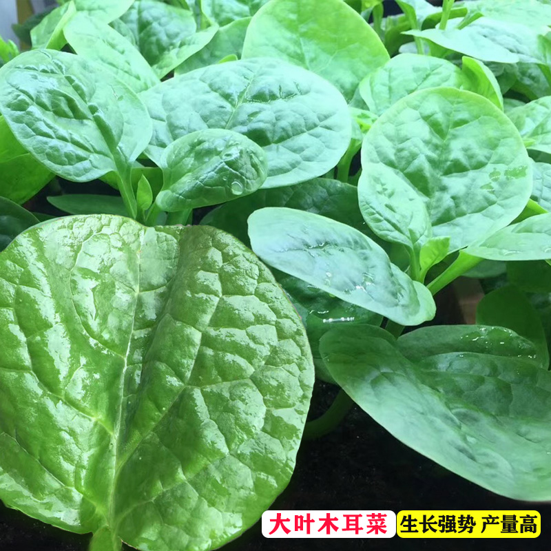 大叶木耳菜种子价格 大叶木耳菜种子图片 星期三