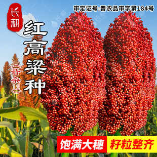 杂粮红高粱种子晋杂高粱种籽食用春秋四季阳台盆栽早熟五谷抗旱孑