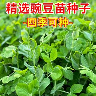 甜豌豆苗种籽豌豆尖种子四季播种植芽苗菜龙须豌豆荷兰豆蔬菜种孑