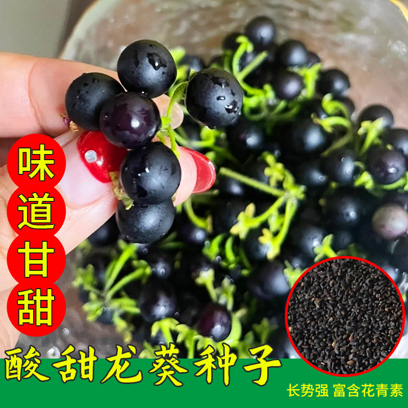 龙葵种籽春季四季黑悠悠种子阳台盆栽黑燕悠果高产农家庭院蔬菜种