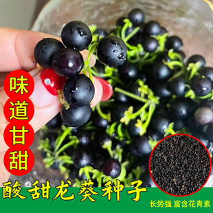 龙葵种籽春季四季黑悠悠种子阳台盆栽黑燕悠果高产农家庭院蔬菜种