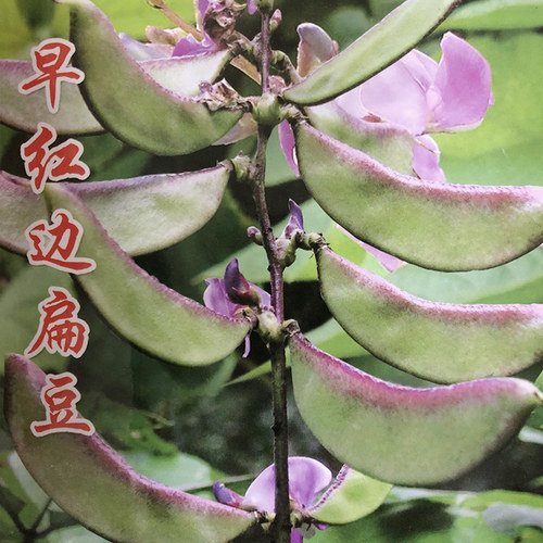 农家红边四季春秋蔬菜种孑扁豆角