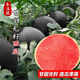 黑皮红肉无籽西瓜种子甘甜无籽超大西瓜种子春夏四季阳台水果种孑