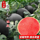 黑皮红肉无籽西瓜种子甘甜无籽超大西瓜种子春夏四季 阳台水果种孑