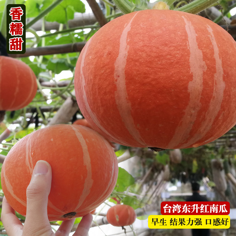 台湾东升南瓜种籽粉糯板栗味食用红皮小南瓜种子春季四季高产蔬菜