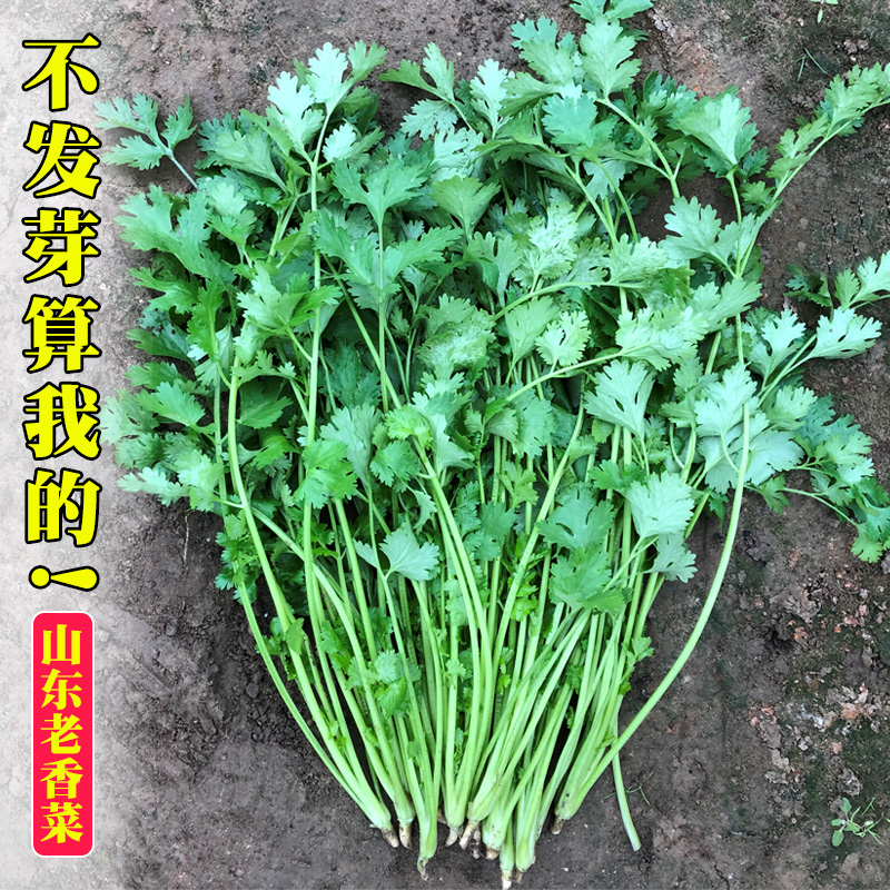 四季香菜籽种农家小叶香菜种子盆栽蔬菜种籽春季阳台芫荽菜种籽孑 鲜花速递/花卉仿真/绿植园艺 家庭园艺种子 原图主图