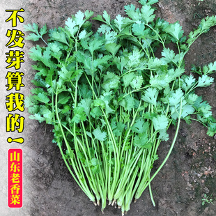 耐热香菜籽种农家小叶香菜种子盆栽蔬菜种籽夏播阳台芫荽菜种籽孑