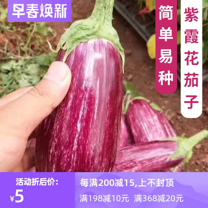 美国进口紫霞花茄子种子苗紫白条纹彩茄子种籽观赏食用春夏秋四季 小编推荐 Wepost 全民代运 马来西亚中国淘宝代运与集运专家