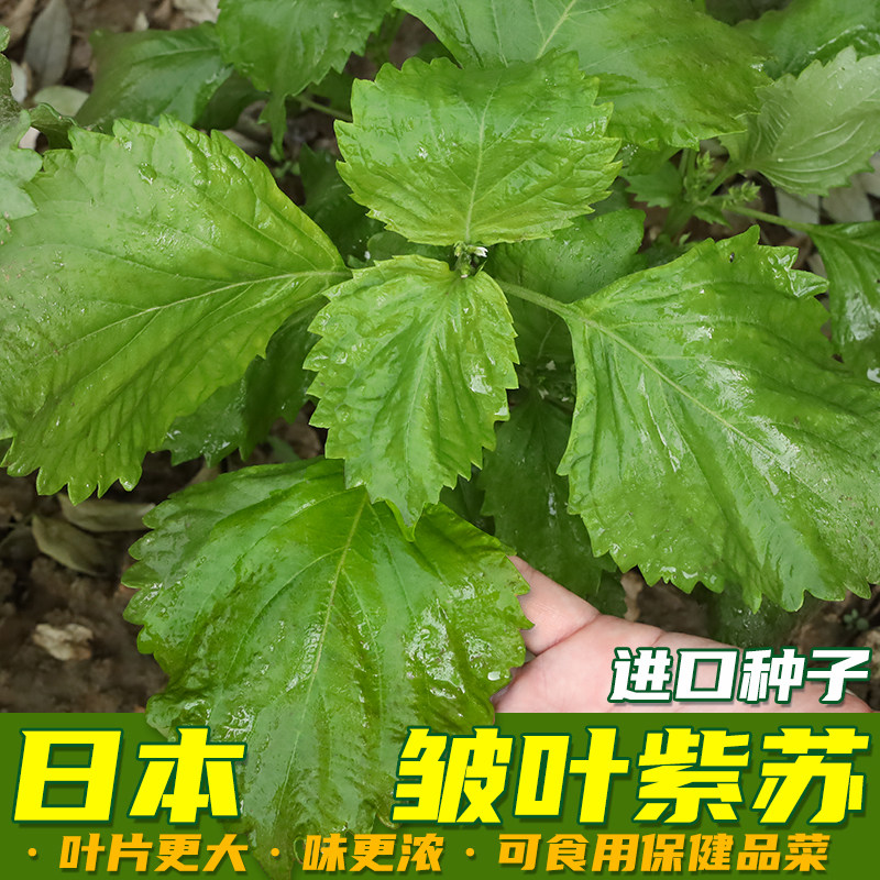 营养大叶绿苏子叶籽苗种籽紫苏种子食用四季盆栽阳台种植蔬菜种孑