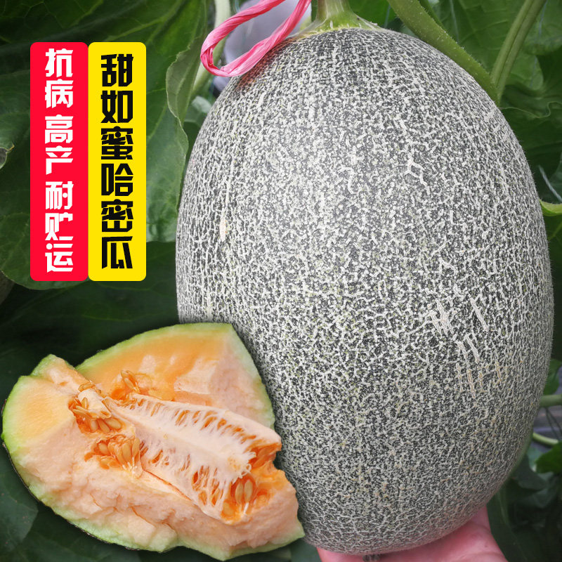 哈密瓜种子网纹蜜瓜甜瓜种孑香瓜水果大全菜种籽南方四季种植蔬菜
