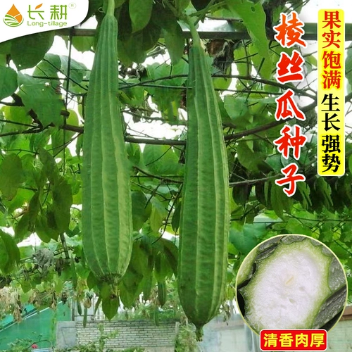 Семена ароматной люфы, люфы водяной, люфы восьмигранной, семян люфы восьмиугольной, цветочных пятен, весенних, летних и осенних семян овощей.