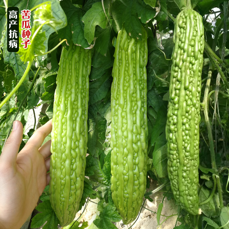 长耕青秀苦瓜种子高产抗病春夏四季蔬菜籽黑籽疙瘩绿苦瓜蔬菜种孑