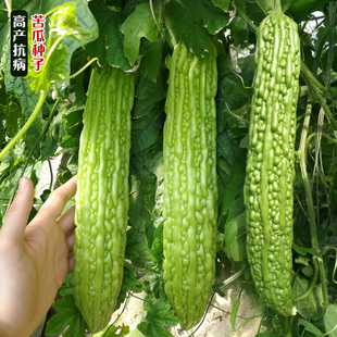 荷兰绿盛翠丰苦瓜种子高产抗病春季 蔬菜籽黑籽疙瘩绿苦瓜种籽 夏季