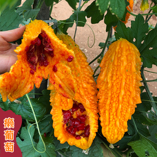 小癞瓜种子金铃子赖葡萄苦瓜种籽水果蔬菜种孑春秋冬四季阳台盆栽