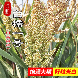 食用白高粱种子白糯一号高粱种籽春秋四季大田陕西杂粮种蔬菜种孑