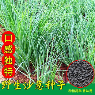 野生沙葱种子耐旱耐寒四季韭葱胡葱小葱种籽盆栽阳台种菜蔬菜种孑