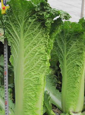 津双大白菜种子天津青麻叶青口白菜籽夏秋四季农家大田蔬菜种籽孑