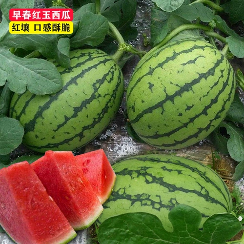 Ранняя весна Красные Нефриты Небольшие арбузы Семена в Японии, Дакуан Дакуан, Four Seasons транслируют сладкие семена весны южные саженцы южных овощей