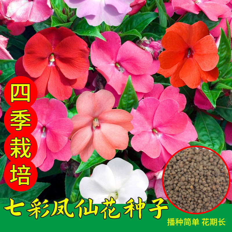 七彩凤仙花种子春季四季花种子阳台庭院易活易种高产花种籽大全