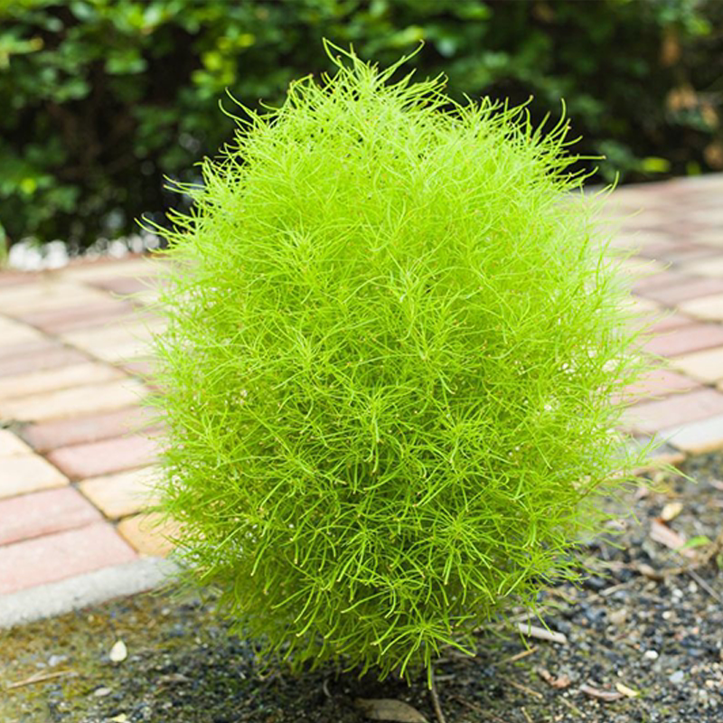 地肤种子扫帚草花籽一年四季都开花绿草坪花卉庭院观赏地肤子种孑