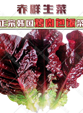 韩国紫叶生菜种子包肉生菜种籽赤裙绿裙紫裙生菜红叶生菜蔬菜种孑