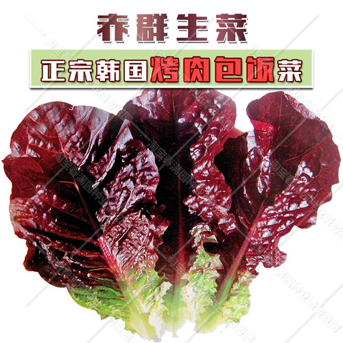 韩国生菜种子包肉赤裙