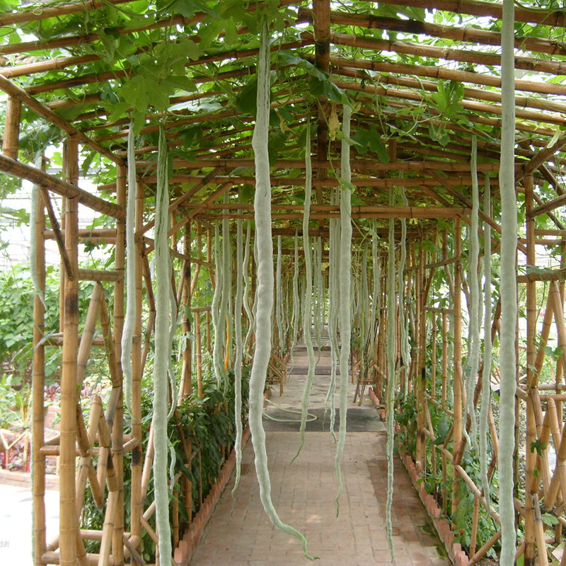 蛇豆种子蛇瓜种籽春秋播四季蔬菜种孑阳台可观赏食用爬藤阳台庭院,鲜花速递/花卉仿真/绿植园艺,家庭园艺种子,淘宝优惠券,粉丝福利购,淘宝优惠卷