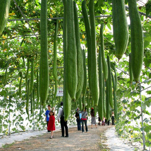 Семена ароматной люфы, люфы водяной, люфы восьмигранной, семян люфы восьмиугольной, цветочных пятен, весенних, летних и осенних семян овощей.