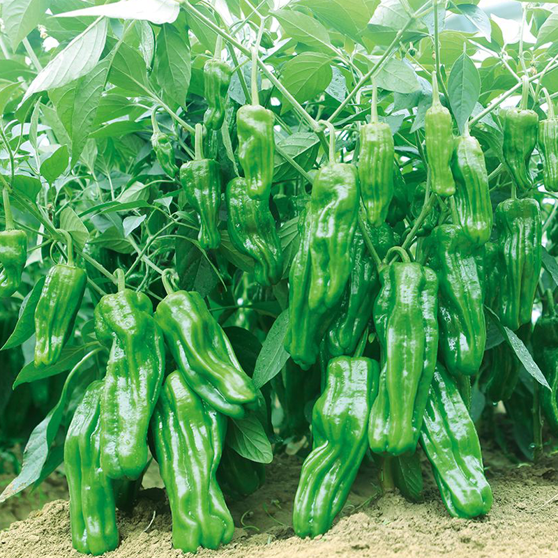 薄皮辣椒农家早熟高产