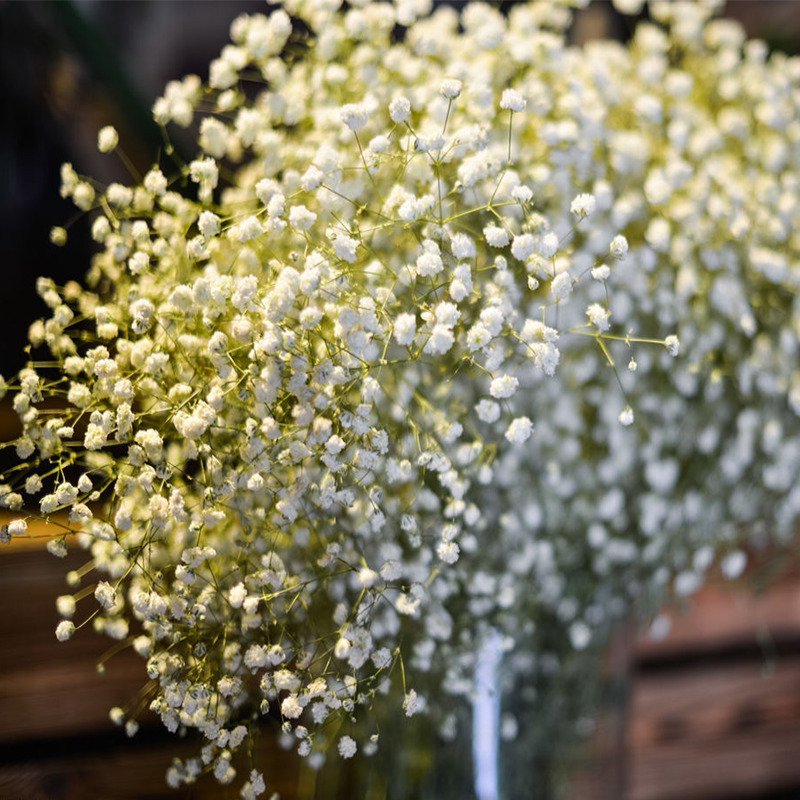满天星种子粉色火烈鸟阳台盆栽室内春易活花卉花籽一年四季都开花