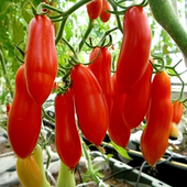 包邮 进口奶油红香蕉番茄种子长椭圆番茄水果味浓郁生食型四季 播